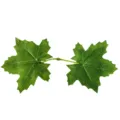 Artificial green leaf props simulation decorative accessories for autumn festival wedding - Style B / 200 Pieces