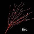 Ramo decorativo natalizio da 43 cm con accenti di perle rosse scintillanti per le feste - Rosso Con Bacche