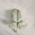 Rama de hoja de eucalipto artificial, planta verde decorativa para el hogar y la boda. - Hoja de rosa de tres puntas