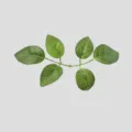 Rama de hojas verdes artificiales planta falsa para la decoración del hogar boda - Hoja de Rosa