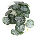 Macro view of realistic 3D printed watermelon leaves with silver stripes - Small Begonia Leaf (Without Pot)