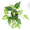 Detailed top view of a realistic 3D printed artificial watermelon leaf plant in a black pot - Small Heart Leaf (Without Pot)