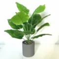 Artificial green plant potted monstera leaf faux foliage home decor desktop plant pot - Alocasia Odora Potted Plants