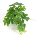 High-quality detailed view of artificial mini monstera potted plant for indoor home decoration - Small Green Lucky Leaf (Without Pot)