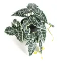 High-definition detail view of artificial plant leaves with realistic white vein textures - Small White Taro Leaf (Without Pot)