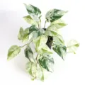 Detailed view of variegated green and white artificial watermelon leaves in a black pot - Small Yellow Heart Leaf (Without Pot)