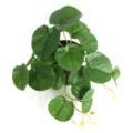 Detailed overhead view of 3D printed artificial watermelon begonia leaves in pot - Small Green Begonia Leaf (Without Pot)