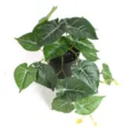 Top-down detailed view of artificial potted plant with white-veined green leaves decor - Small Hanging Vine Leaf (Without Pot)