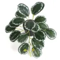 Top view detail of artificial Calathea plant with dark green leaves and white stripes - Small Calathea Leaf (Without Pot)