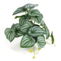 Realistic artificial Watermelon Peperomia potted plant in a black plastic pot for home decor - Small Green Watermelon Leaf (Without Pot)