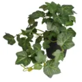 Close-up detail of a lush artificial green ivy plant in a minimal black plastic pot - Ivy / With Pot