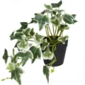 Close-up of artificial ivy potted plant with variegated green and white leaves - Variegated Boston Ivy / With Pot