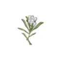 Elegant green plant brooch with white pearl buds and enamel finish. - Plant Branch Style (LX-10331) / Green