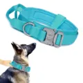 Adjustable teal nylon tactical dog collar with metal buckle and handle shown on a dog - Blue