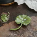 Close-up detail of vintage green enamel lily leaf brooch showing back pin and 3.7x5.4cm size - Lily Leaf with Rhinestones