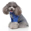 Dog sweater pet clothes high neck pullover blue grey cozy two-leg spring pet apparel detail. - S / Blue
