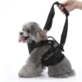 Dettaglio della comoda imbracatura di supporto per cani in nylon traspirante e regolabile. - Taglia S / Nero