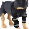 Adjustable dog front leg support brace with reflective straps for injury recovery - S / HJ16 front double leg protector Black (second generation reflective model)