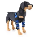 Blue protective dog leg brace for knee support and injury recovery shown on dog - HJ18 front double leg protector Blue (second generation reflective model) HJ18 front double leg protector Blue (second generation reflective model)