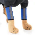 Detailed close-up view of a dog wearing blue protective leg braces with reflective strips. - Blue with Reflective Strip