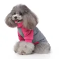 Close-up detail view of grey and pink pet dog sweater, featuring soft knit fabric. - S / Rose Red