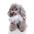Close-up of a poodle wearing a white mesh pet collar with festive red and green pom-poms - White Tulle Red Green Pom (SDZ31)
