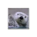 Cute sea otter metal badge brooch with realistic white otter photographic design. - Square Otter Style (ZP3478)