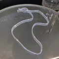 Nahaufnahme einer funkelnden silbernen Halskette mit schimmernden Sternlichteffekten - 40+5cm Halskette 1,5mm / Silber