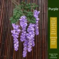 96cm realistic purple artificial wisteria branch for indoor hanging home decor. - Laburnum Wisteria / Set of 2 Branches / Purple