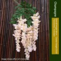 Artificial champagne wisteria hanging flower vine 96cm silk branch for home decor - Laburnum Wisteria / Set of 2 Branches / Champagne