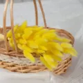 Ramo de flores secas de cola de conejo amarilla en cesta para decoración del hogar. - Lagurus amarillo (60 tallos)