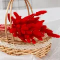Ramo de flores secas de cola de conejo roja en cesta de mimbre para decoración de escaparate. - Hierba cola de conejo roja, 60 tallos