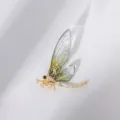 Elegant gold-tone insect brooch with translucent green gradient wings and crystal accents - Green Dragonfly Style (111)
