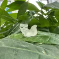 Cute luminous mini fox figurine for DIY micro landscape decor and miniature ornament accessories. - Luminous Transparent
