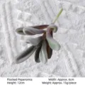 Flocked purple artificial succulent plant for home decor, 12cm mini bonsai ornament - Peperomia