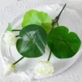 Ensemble de fleurs de lotus et de feuilles artificielles pour déco de bassin et accessoires photo. - Grande fleur de lotus blanche