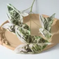 Branche de feuilles de plante syngonium artificielle a 5 branches pour decoration interieure - Blanc Vert