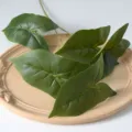 Fausse feuille de taro à 5 branches plante verte pour décoration d'interieur mariage en gros - Vert uni