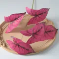 Feuille de caladium artificielle 5 branches rose fausse plante déco maison intérieur - Rose rosé à veines noires