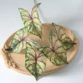 Feuilles de Caladium Artificielles 5-Branches Plante Fausse Décoration Intérieure - Taches rouges sur vert foncé