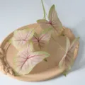 Feuilles de caladium artificielles à 5 branches plante verte pour décoration de mariage à la maison - Vert à veines rouges