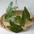 Feuilles de taro artificielles à 5 fourches plante verte pour décoration d'intérieur - Points jaunes sur vert