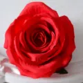 Artificial Red Rose Flower Head Silk Fake Floral Wedding Party Arch Wall Decor Home DIY - Red
