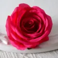 Hot Pink Artificial Rose Flower Head for Wedding Arch Decor Craft DIY Floral Supplies - Rose Red