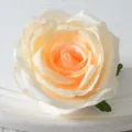 Artificial big rose flower head, cream and peach color for wedding and home decoration. - Champagne