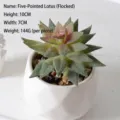 Naturgetreue künstliche beflockte Sukkulente im weißen geometrischen Topf, 10 cm - Stapelia (Beflockt)