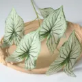 Feuilles de caladium artificielles 5 fourches plante verte pour mariage salon déco. - Vert à motifs foncés