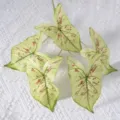 Feuilles de caladium artificielles à 5 branches fausse plante verte déco intérieur blanc - Vert foncé à points rouges