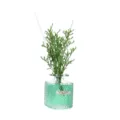 Duftdiffusor Set mit grünen Trockenblumen und farbiger Flüssigkeit in quadratischer Glasflasche. - Jasmin (Hellgrün)