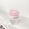 Nordisch minimalistische weiße Keramikvase Duftblumen Anordnung Detailansicht, elegante Deko. - Rose of No Man's Land (Hellrosa Blüten) / Keramik-Geschenkset mit 50 ml ätherischem Öl